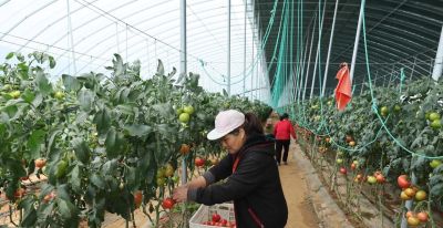 家庭种植别光想到用肥料，家里经常剩下的东西，都是种菜的宝贝 - 图画吧TUHUABA