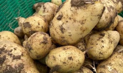 家庭种植土豆，4月份管理为高产做准备 - 今日头条