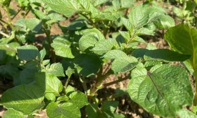 家庭种植土豆，4月份管理为高产做准备 - 图画吧TUHUABA