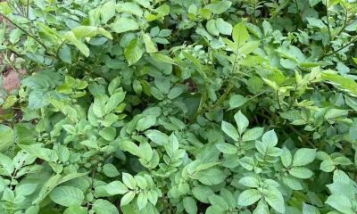 家庭种植土豆，4月份管理为高产做准备 - 图画吧TUHUABA