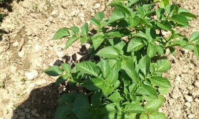 家庭种植土豆，4月份管理为高产做准备 - 图画吧TUHUABA