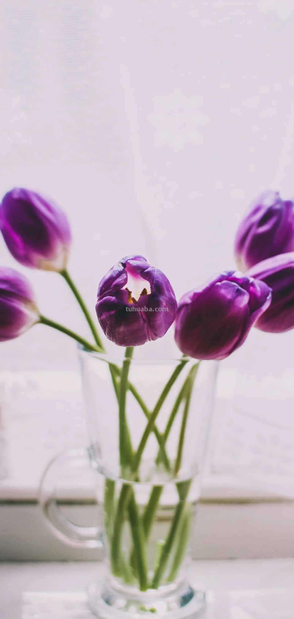 高清手机花朵壁纸，用户主题自定义系列 - 图画吧TUHUABA