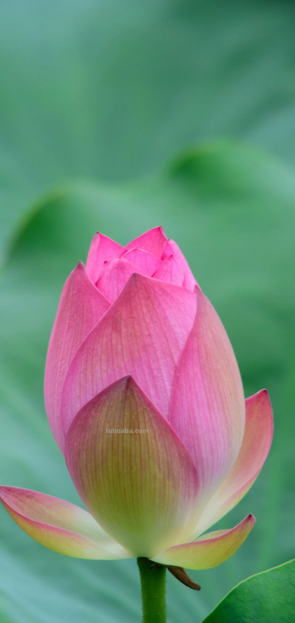 高清手机花朵壁纸，用户主题自定义系列 - 图画吧TUHUABA