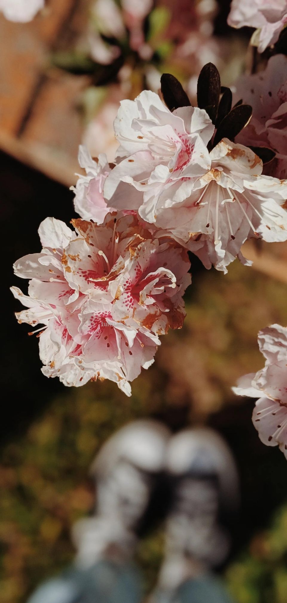 高清手机花朵壁纸，用户主题自定义系列 - 图画吧TUHUABA