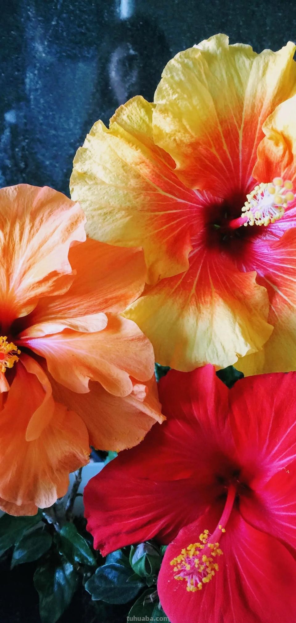 高清手机花朵壁纸，用户主题自定义系列 - 图画吧TUHUABA