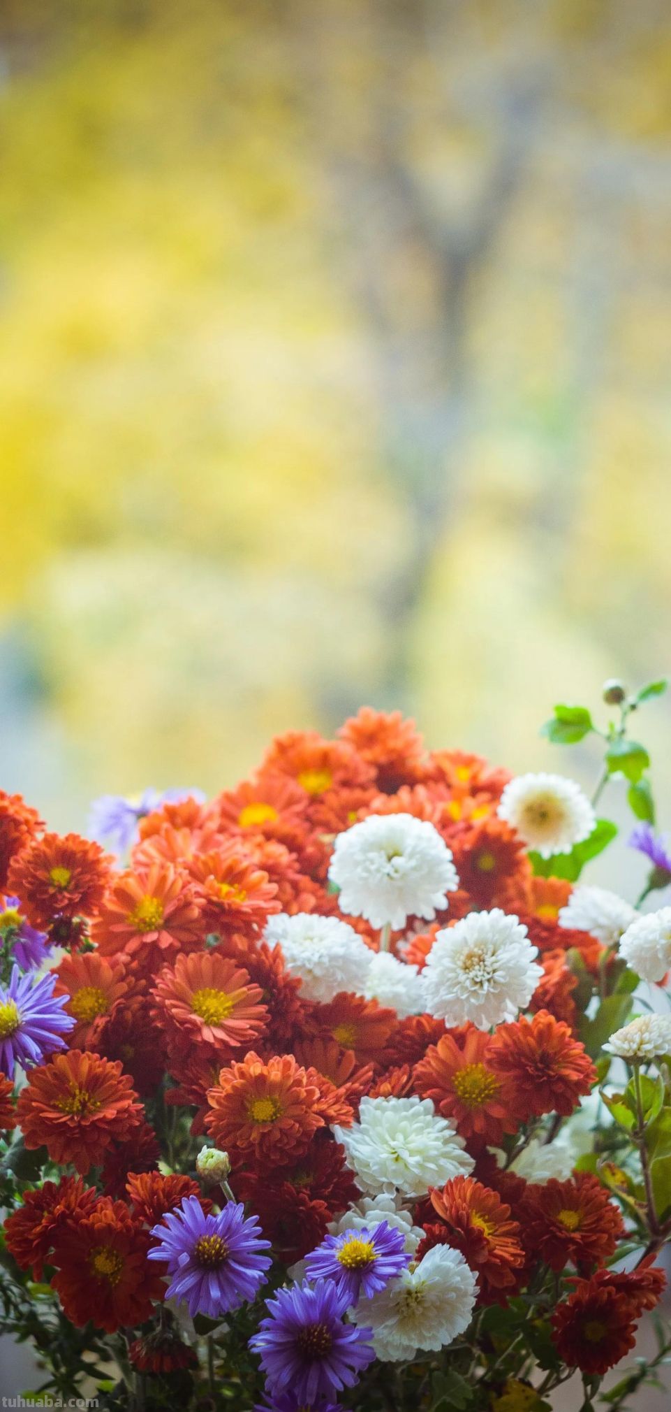 高清手机花朵壁纸，用户主题自定义系列 - 图画吧TUHUABA
