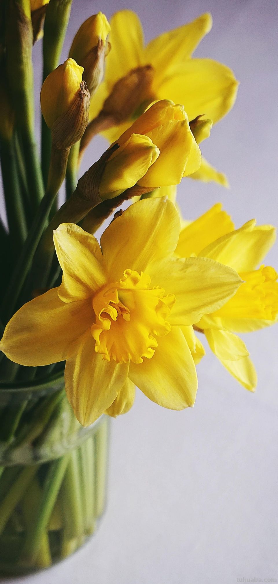 高清手机花朵壁纸，用户主题自定义系列 - 图画吧TUHUABA