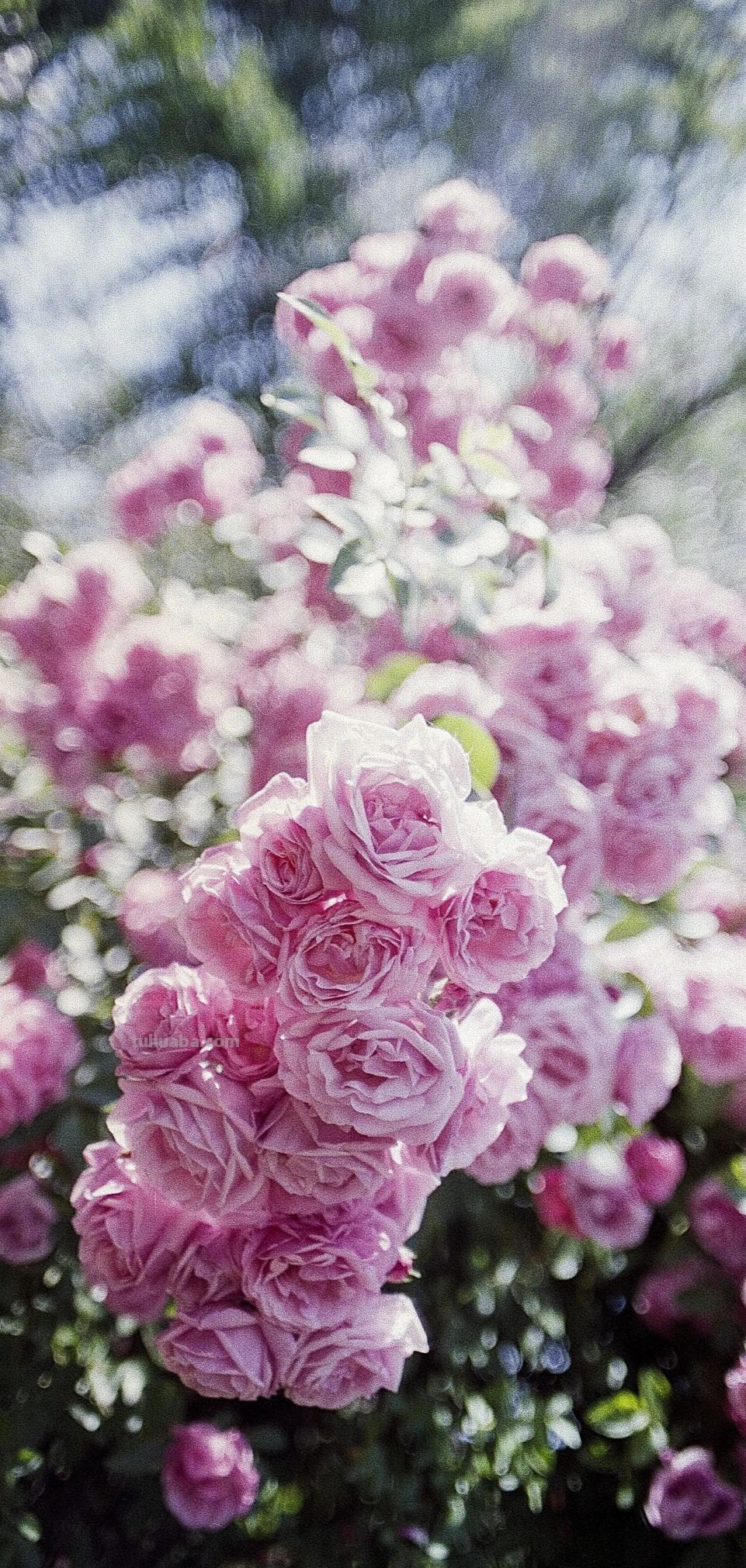 高清手机花朵壁纸，用户主题自定义系列 - 图画吧TUHUABA