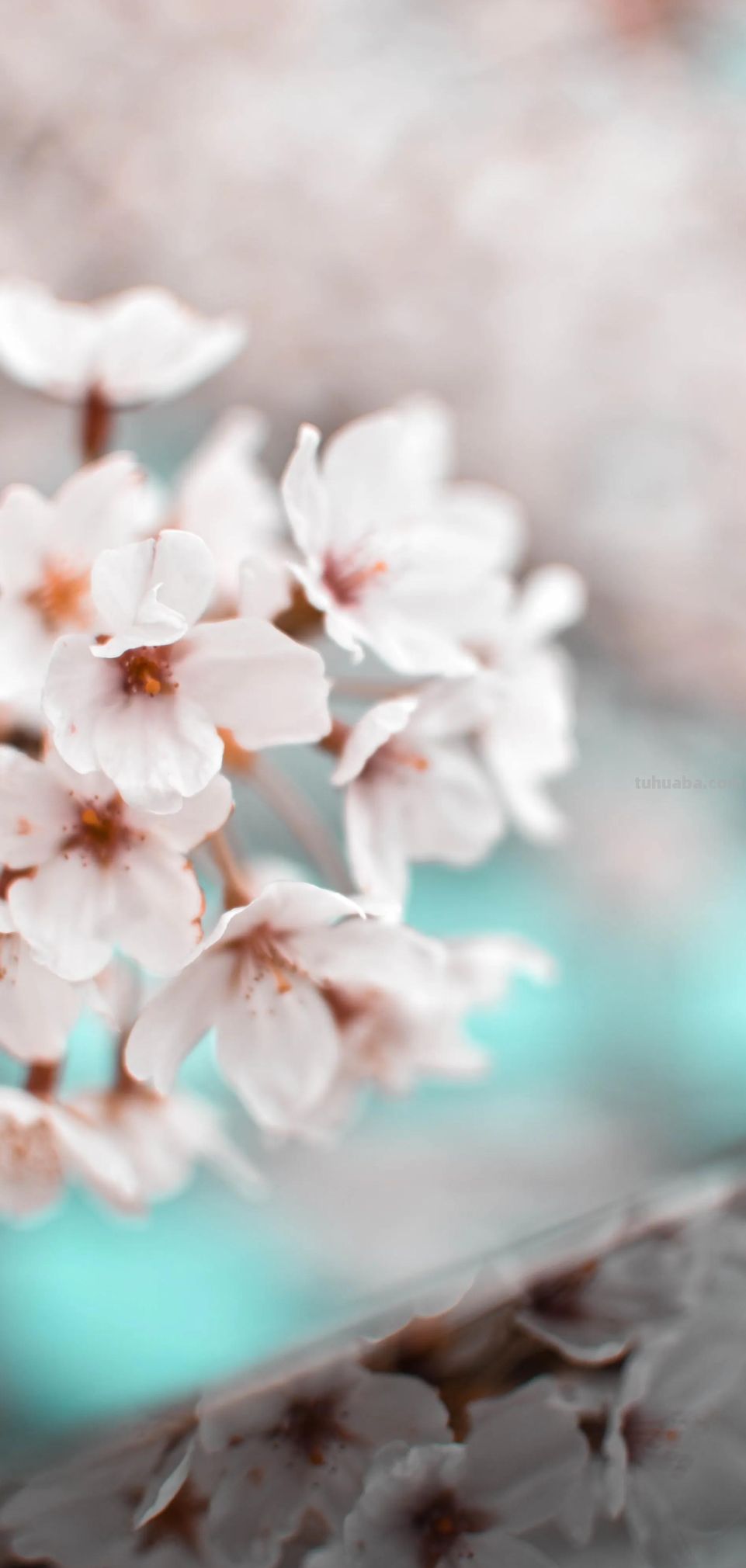 高清手机花朵壁纸，用户主题自定义系列 - 图画吧TUHUABA