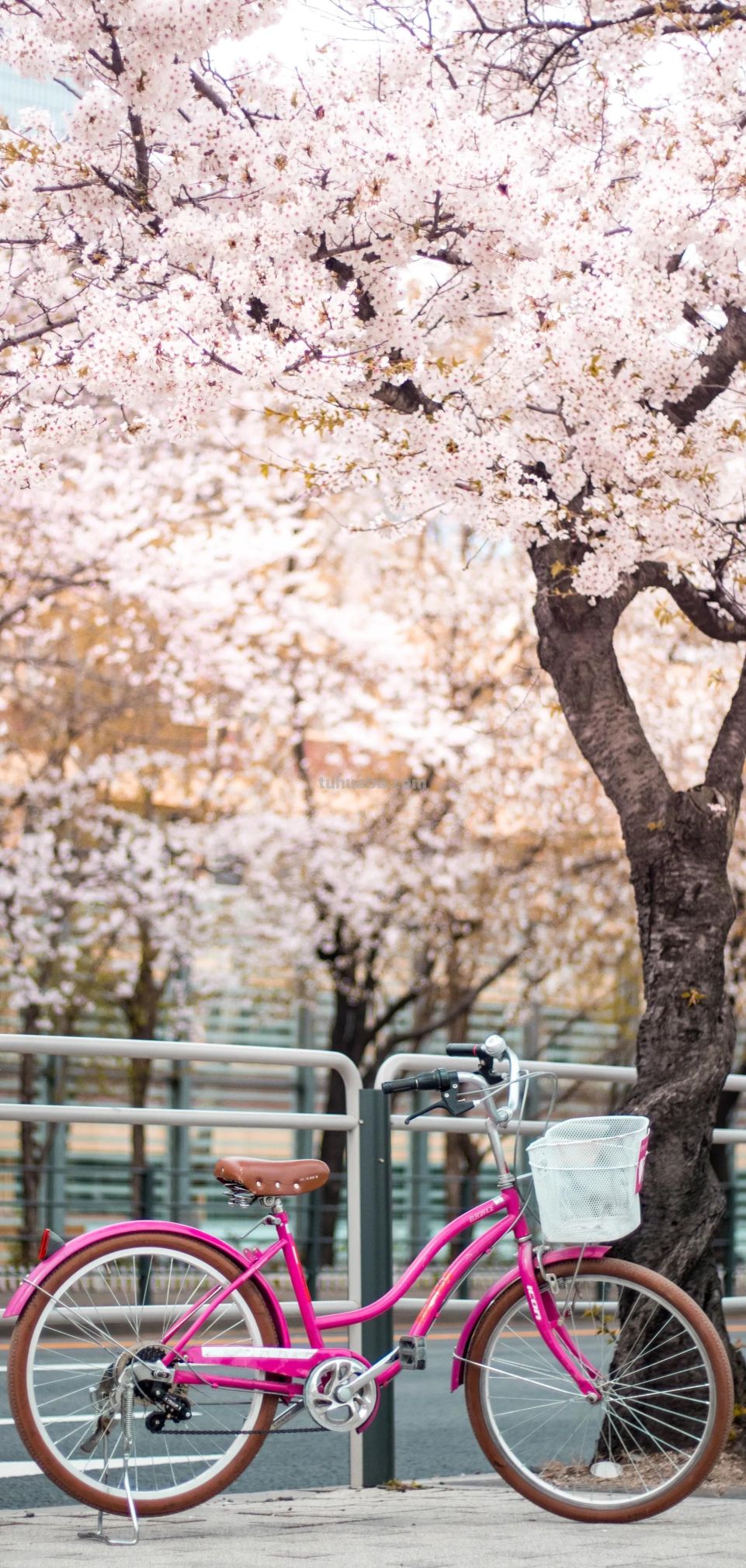 高清手机花朵壁纸，用户主题自定义系列 - 图画吧TUHUABA