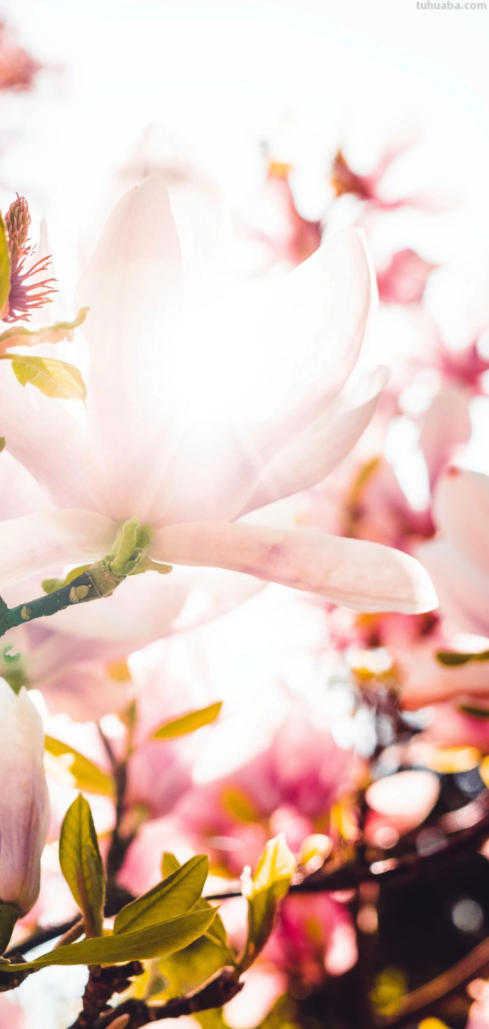 高清手机花朵壁纸，用户主题自定义系列 - 图画吧TUHUABA