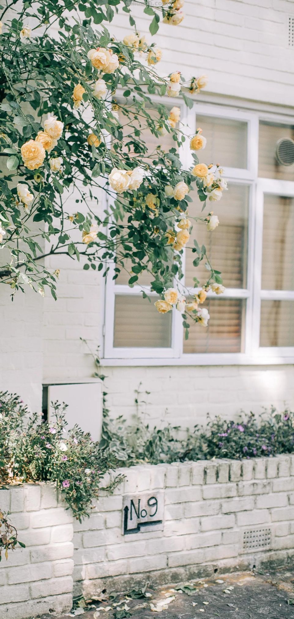 高清手机花朵壁纸，用户主题自定义系列 - 图画吧TUHUABA