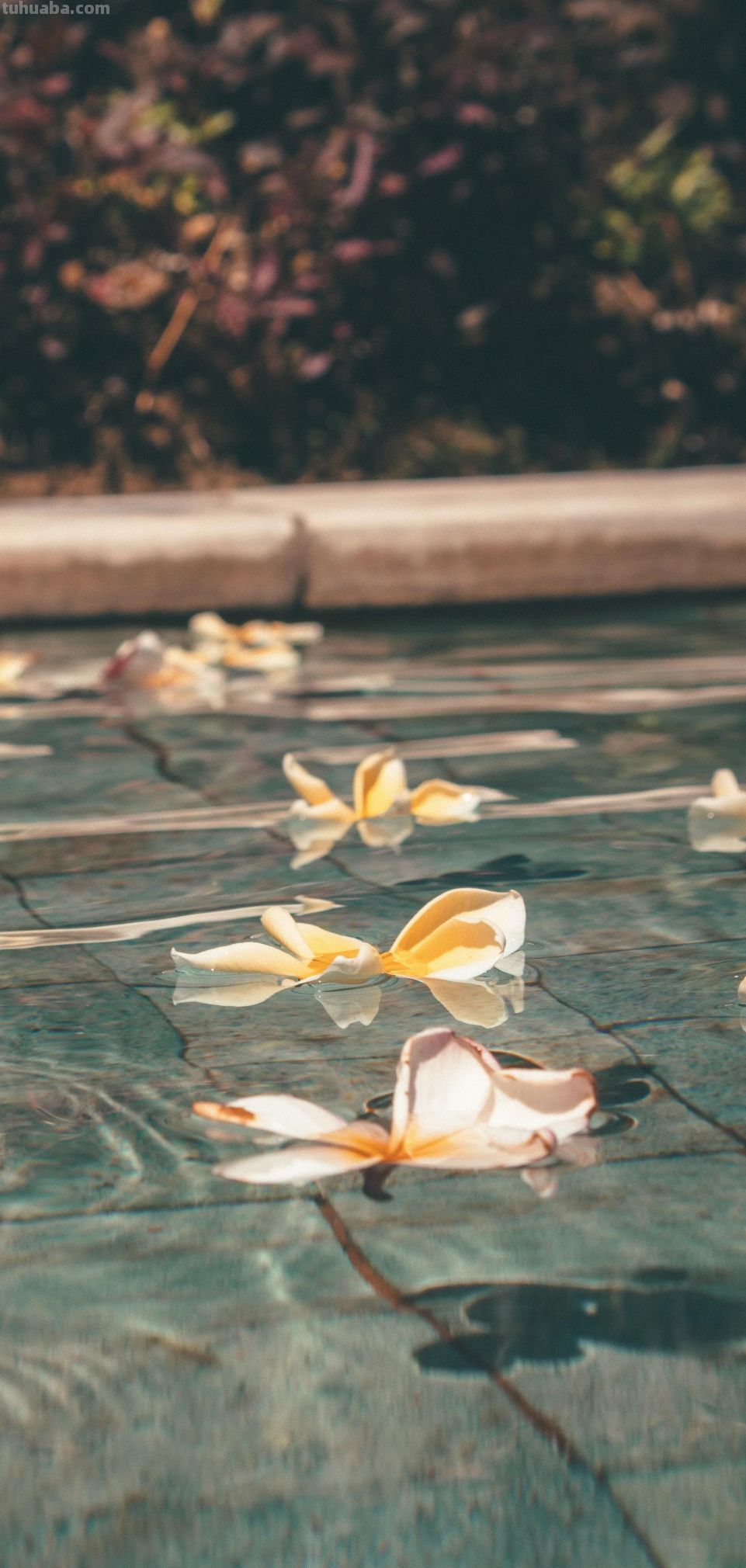 高清手机花朵壁纸，用户主题自定义系列 - 图画吧TUHUABA