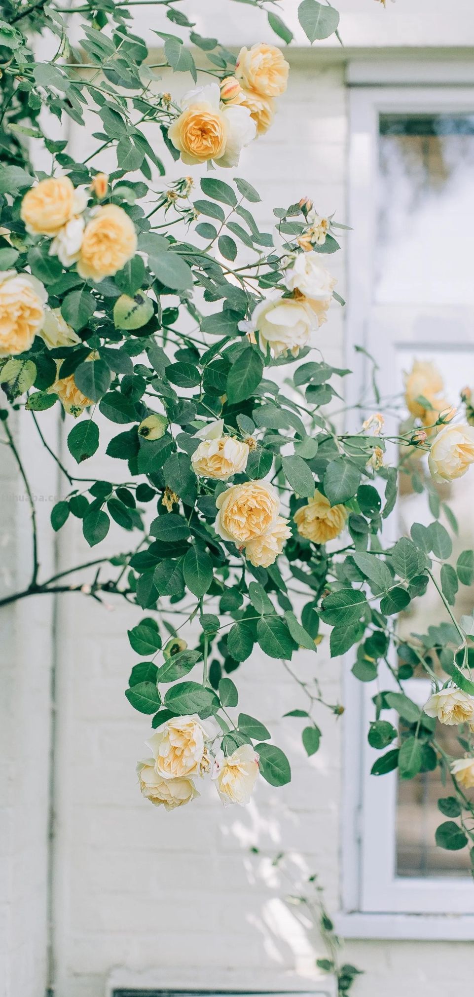 高清手机花朵壁纸，用户主题自定义系列 - 图画吧TUHUABA