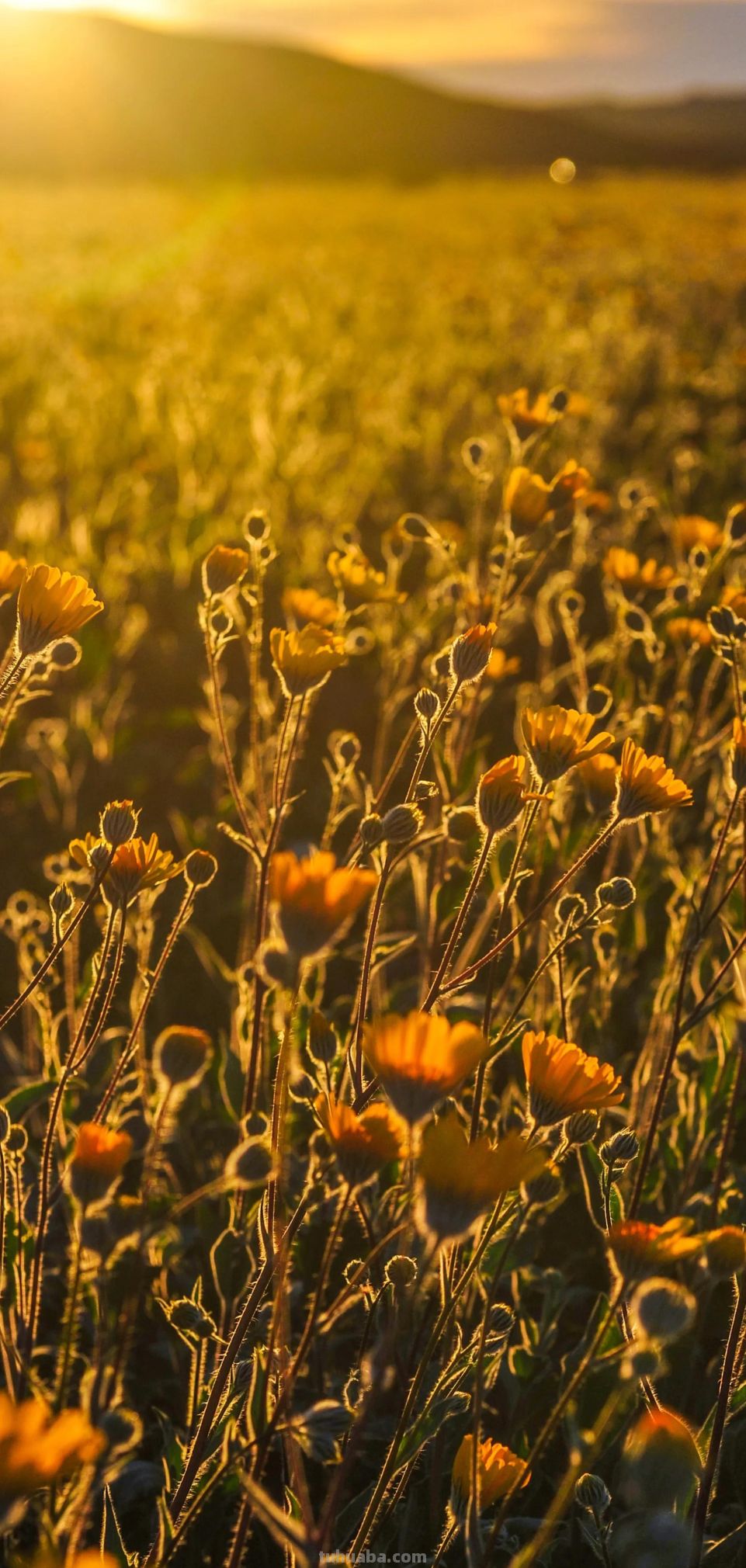 高清手机花朵壁纸，用户主题自定义系列 - 图画吧TUHUABA