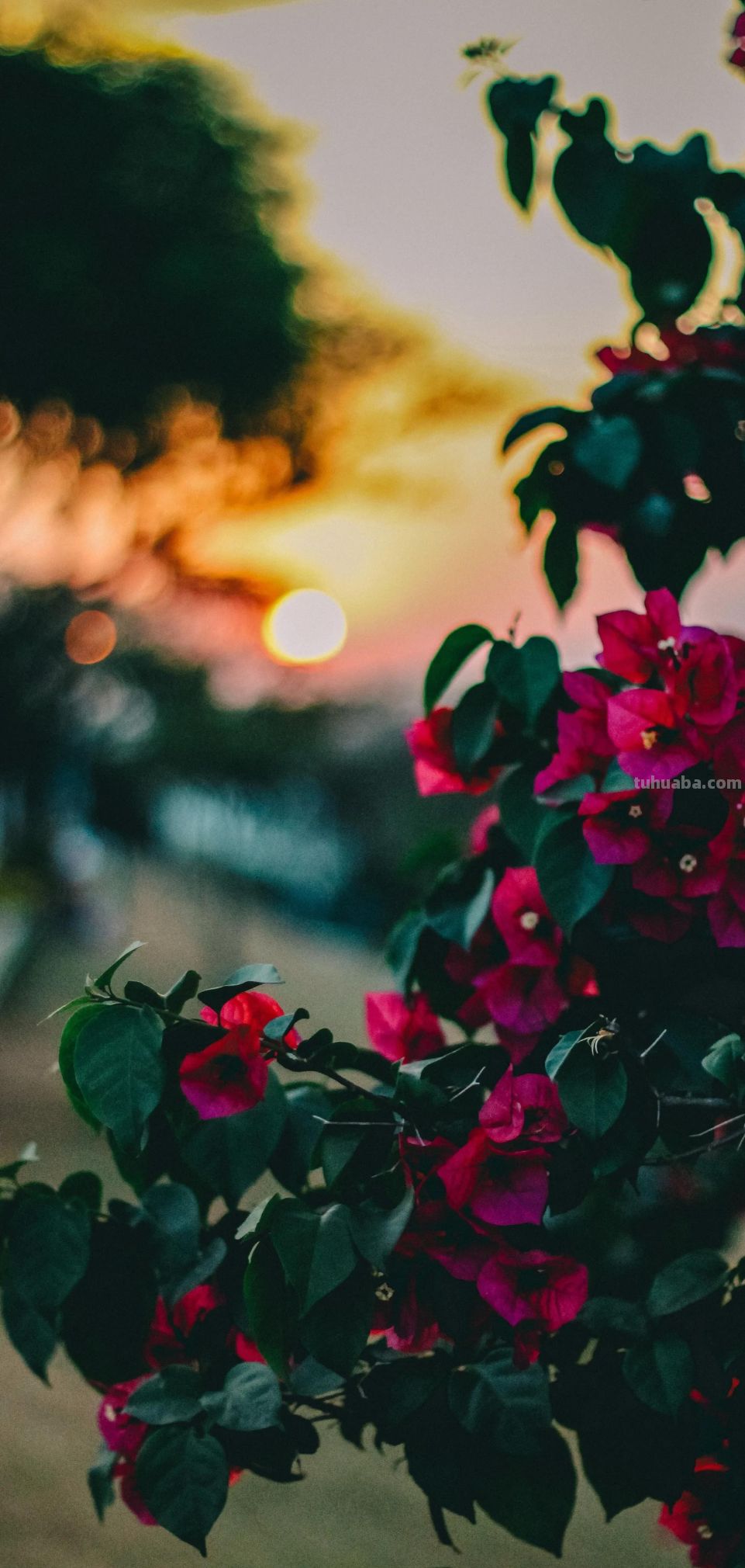 高清手机花朵壁纸，用户主题自定义系列 - 图画吧TUHUABA
