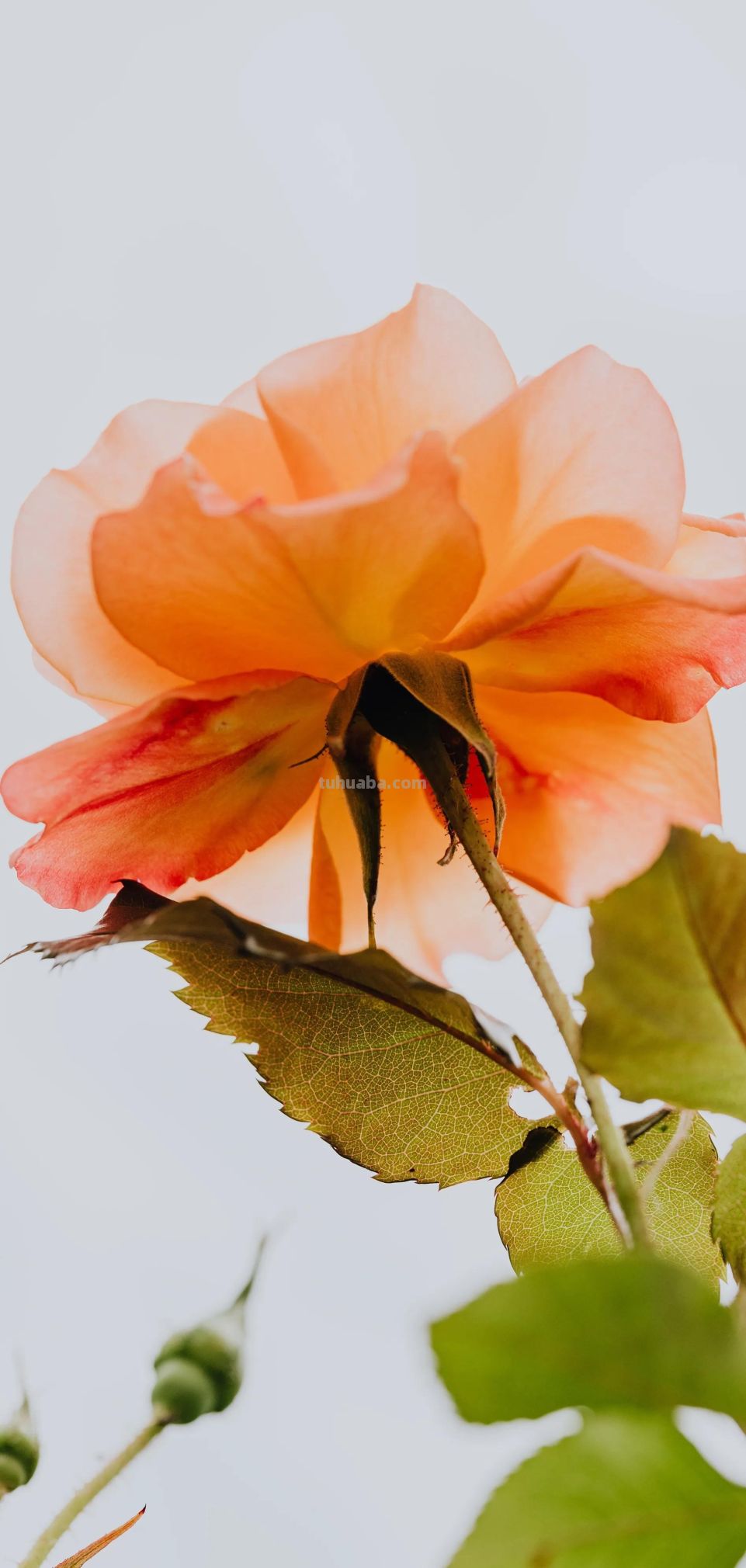 高清手机花朵壁纸，用户主题自定义系列 - 图画吧TUHUABA