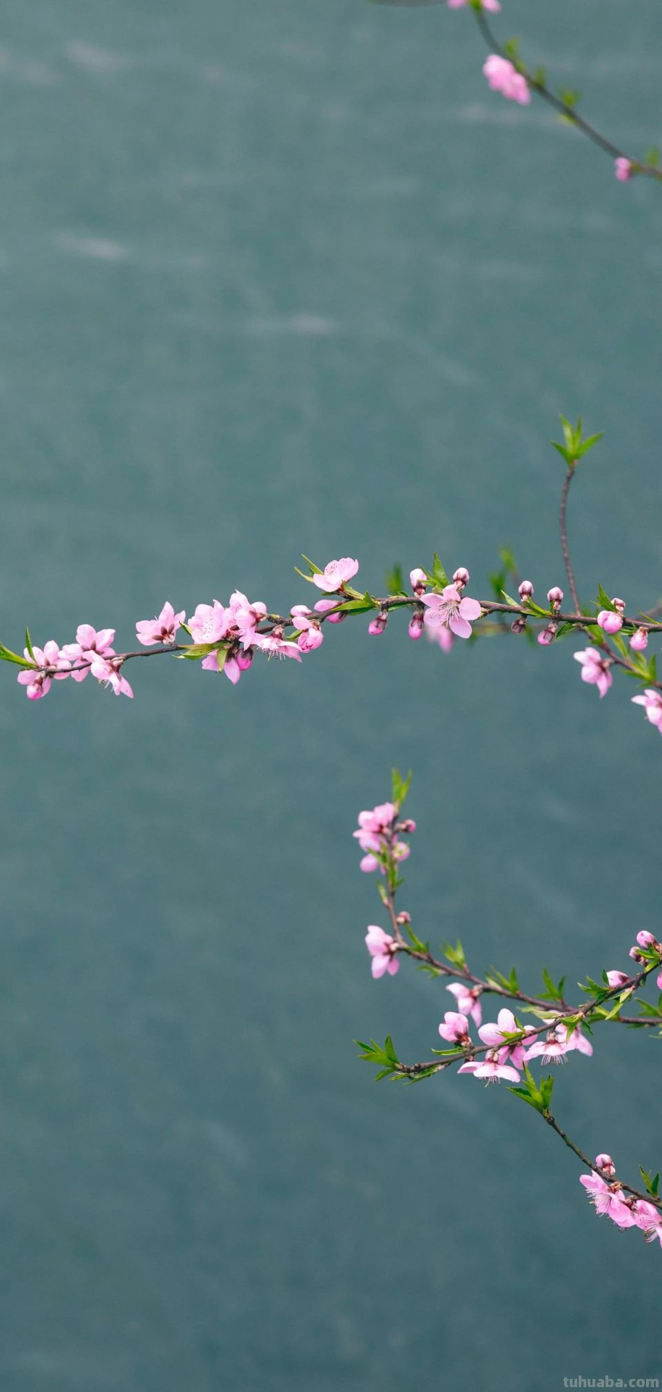 高清手机花朵壁纸，用户主题自定义系列 - 图画吧TUHUABA