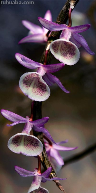 高清手机花朵壁纸，用户主题自定义系列 - 图画吧TUHUABA