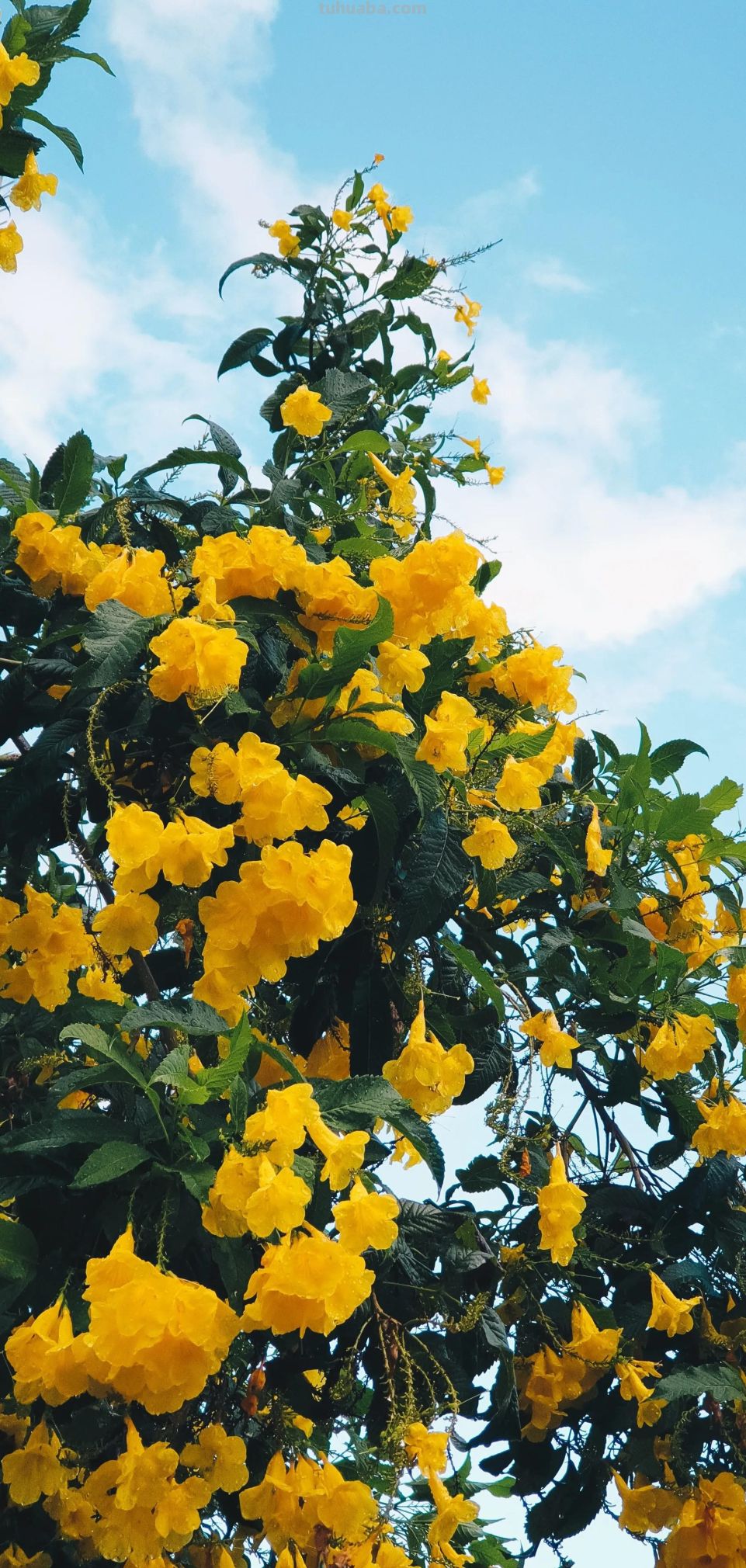 高清手机花朵壁纸，用户主题自定义系列 - 图画吧TUHUABA