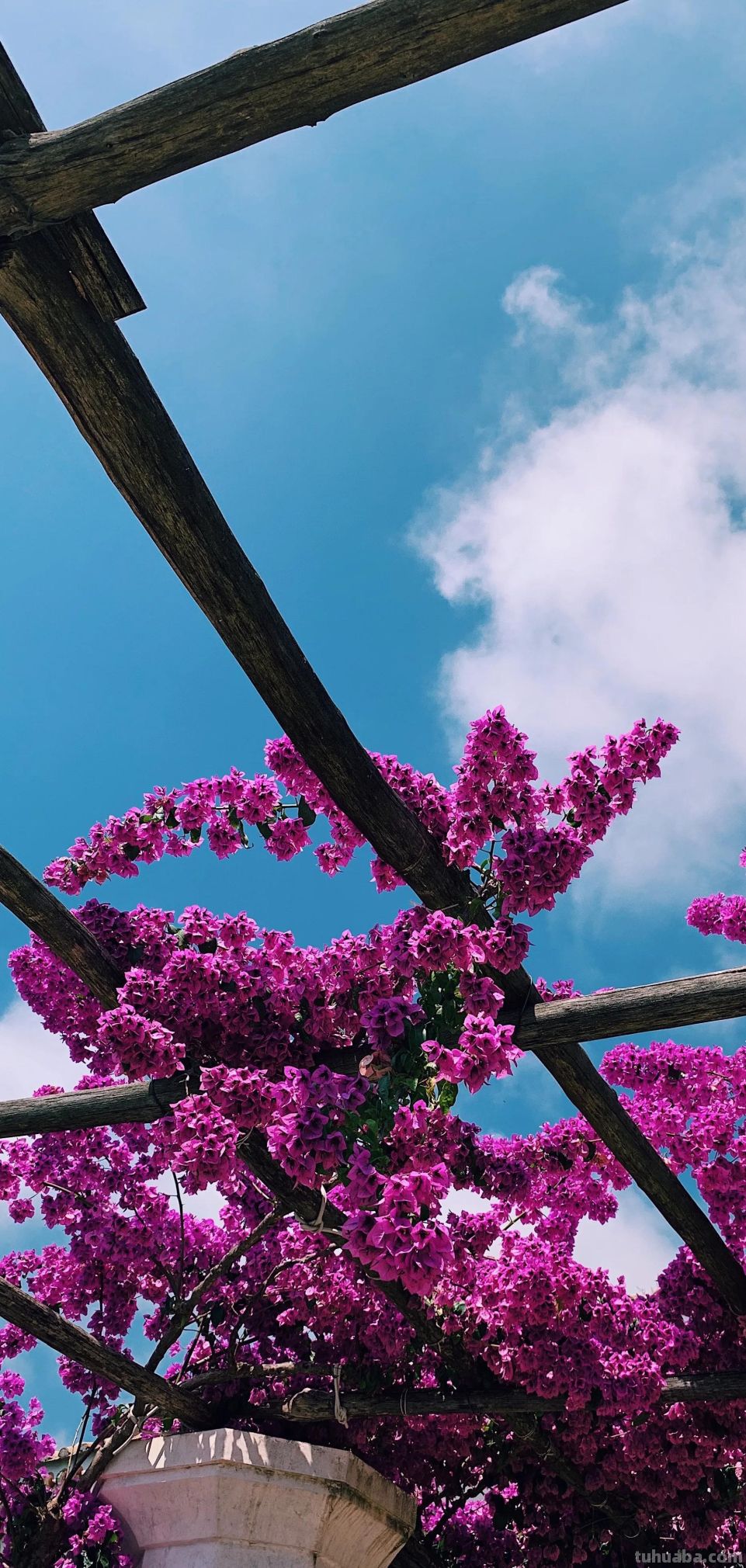 高清手机花朵壁纸，用户主题自定义系列 - 图画吧TUHUABA