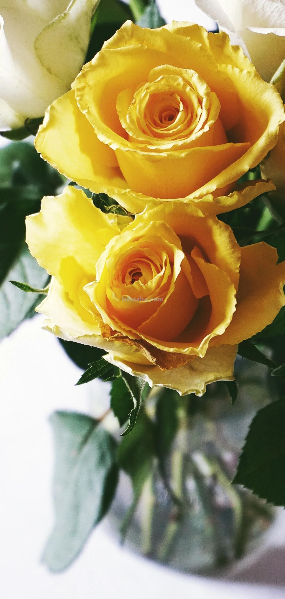 高清手机花朵壁纸，用户主题自定义系列 - 图画吧TUHUABA