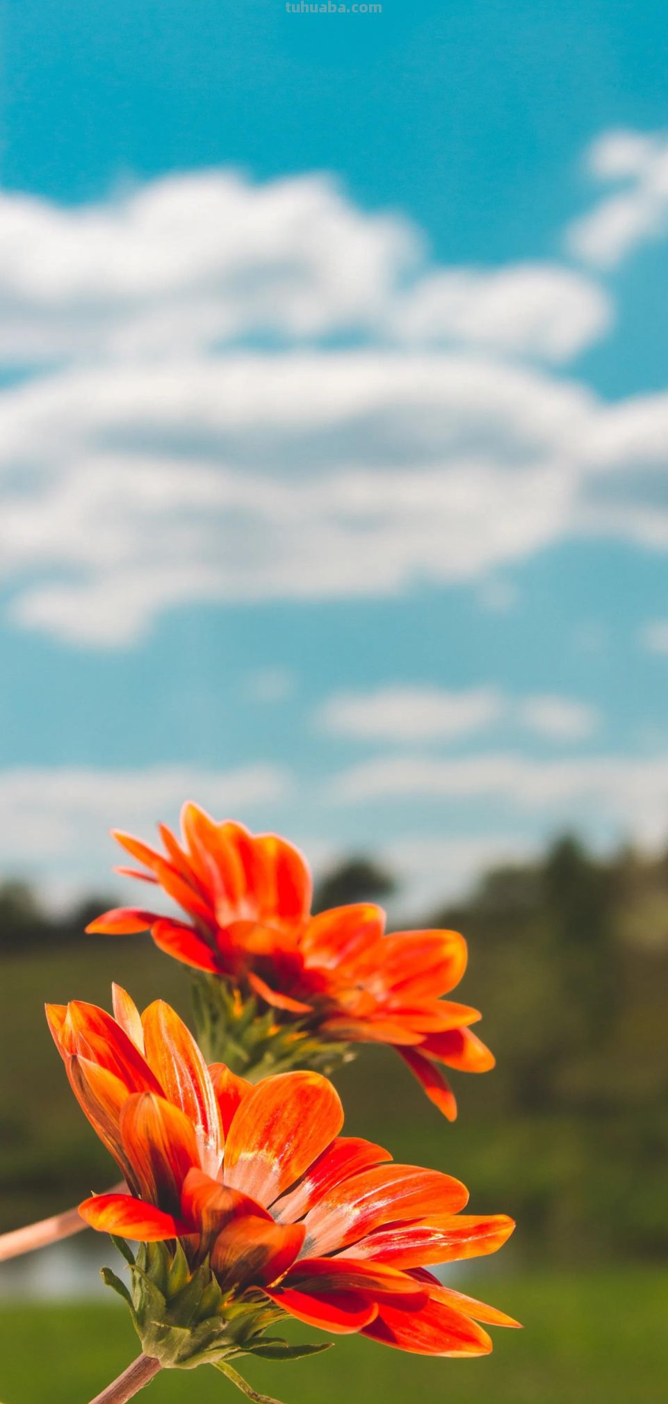 高清手机花朵壁纸，用户主题自定义系列 - 图画吧TUHUABA
