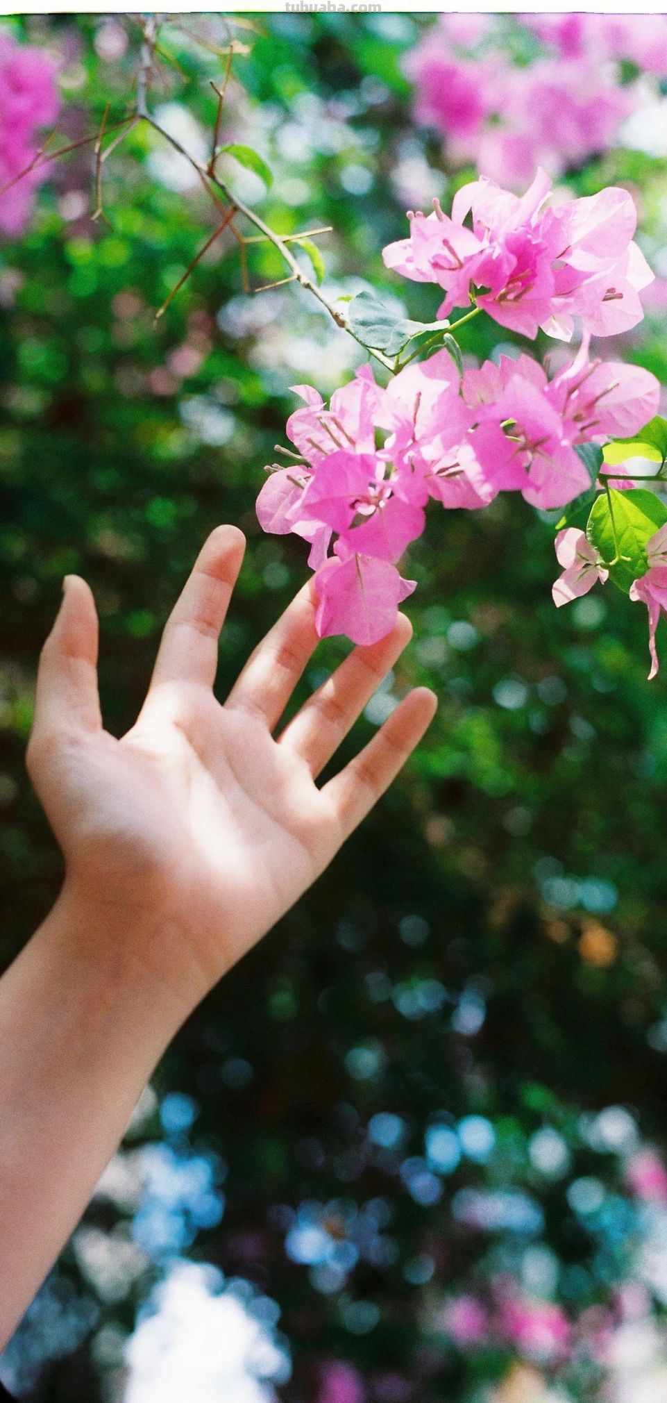 高清手机花朵壁纸，用户主题自定义系列 - 图画吧TUHUABA