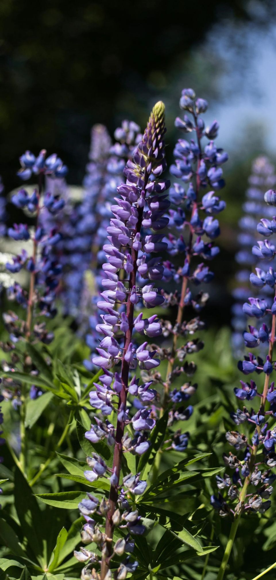 高清手机花朵壁纸，用户主题自定义系列 - 图画吧TUHUABA