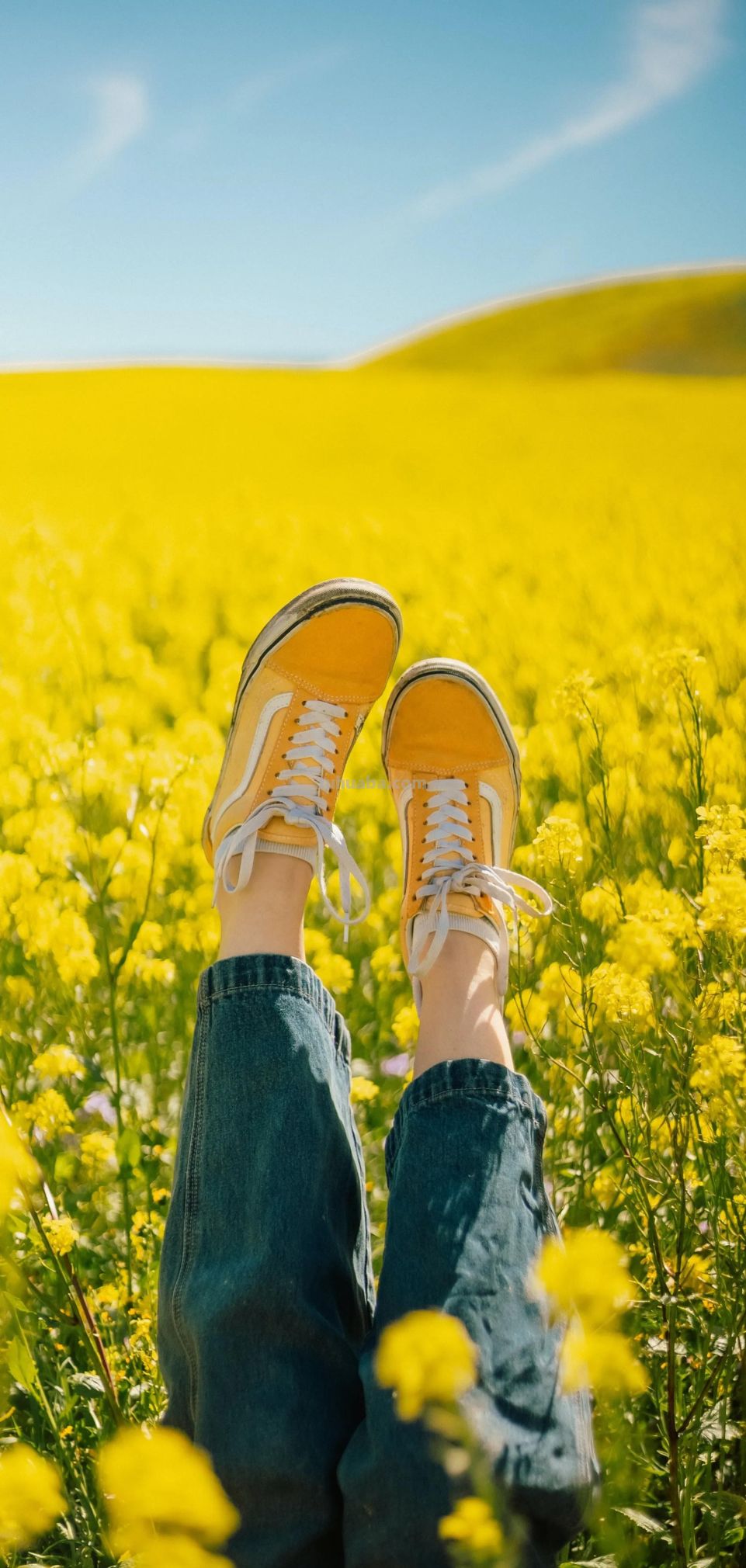 高清手机花朵壁纸，用户主题自定义系列 - 图画吧TUHUABA