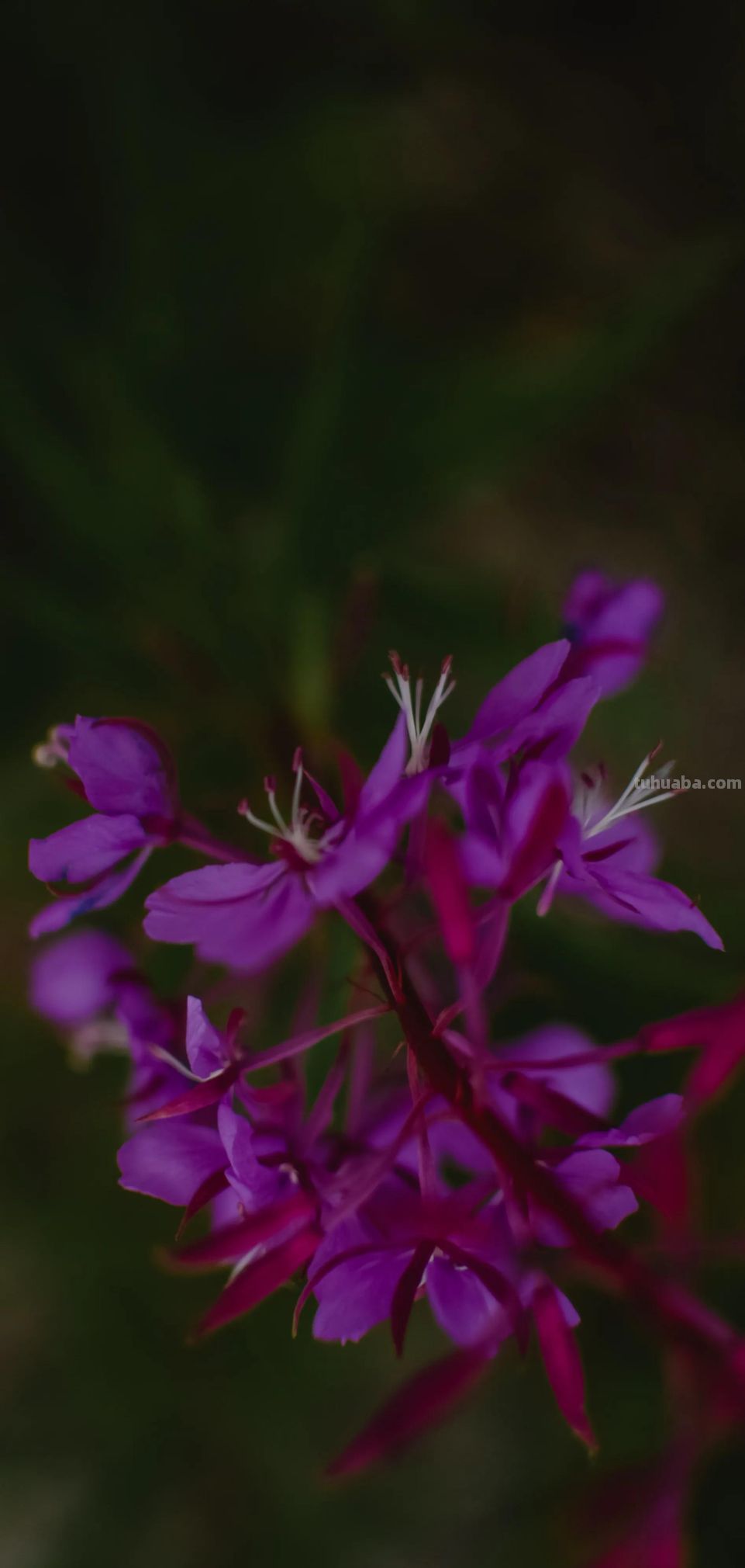 高清手机花朵壁纸，用户主题自定义系列 - 图画吧TUHUABA