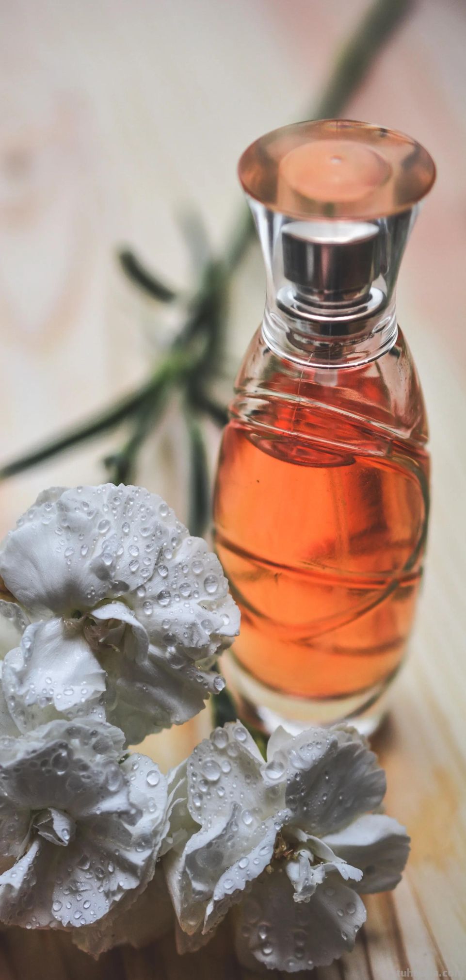 高清手机花朵壁纸，用户主题自定义系列 - 图画吧TUHUABA