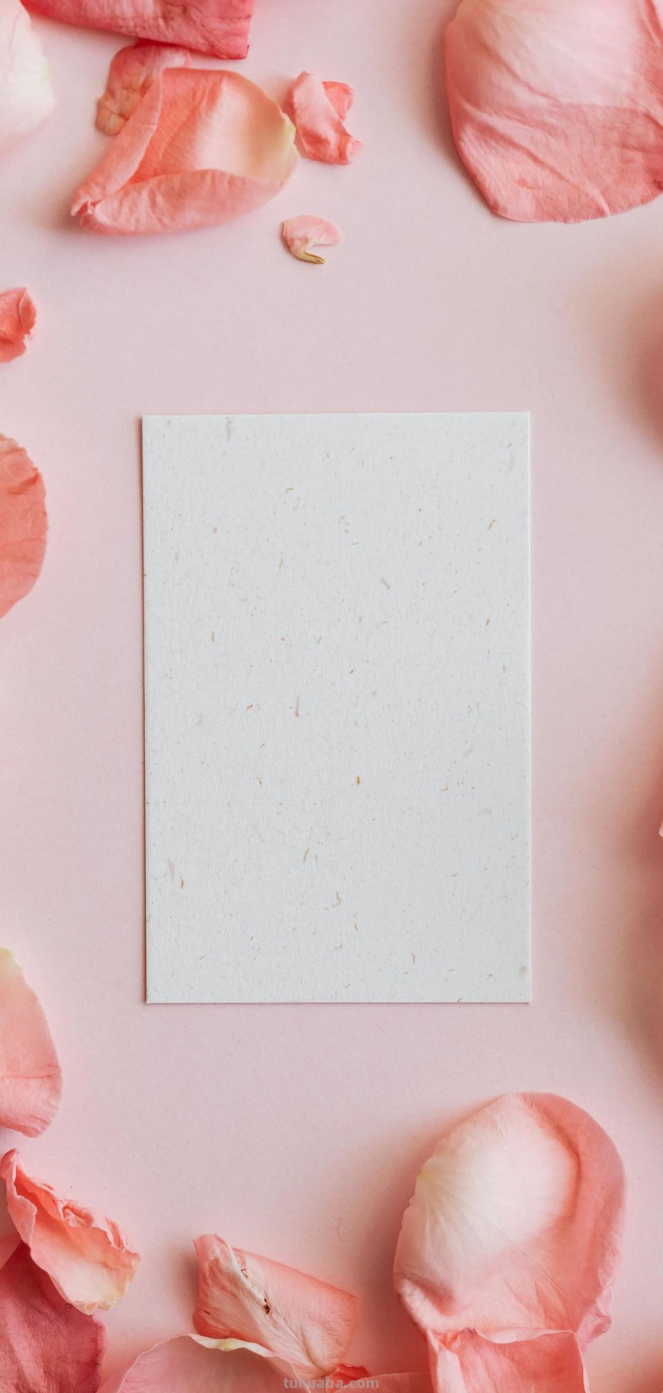 高清手机花朵壁纸，用户主题自定义系列 - 图画吧TUHUABA