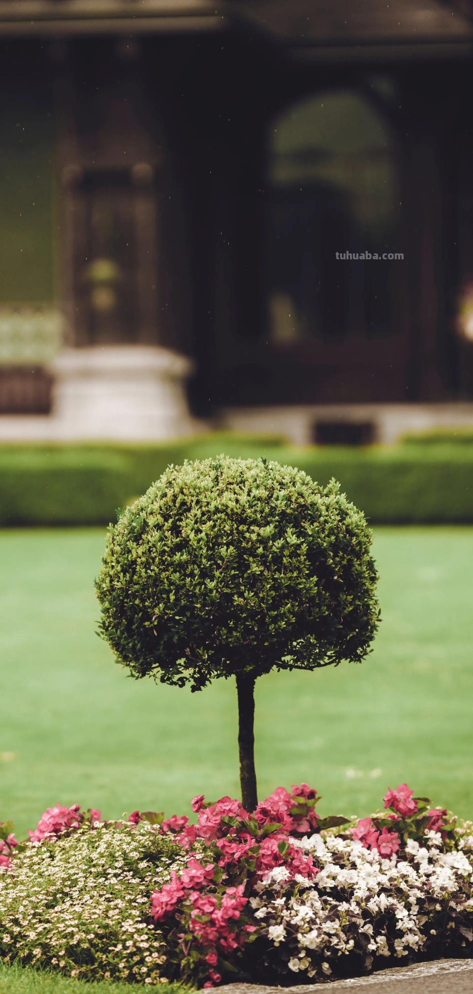 高清手机花朵壁纸，用户主题自定义系列 - 图画吧TUHUABA