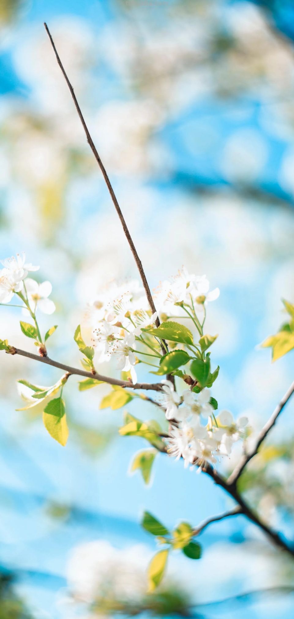 高清手机花朵壁纸，用户主题自定义系列 - 图画吧TUHUABA