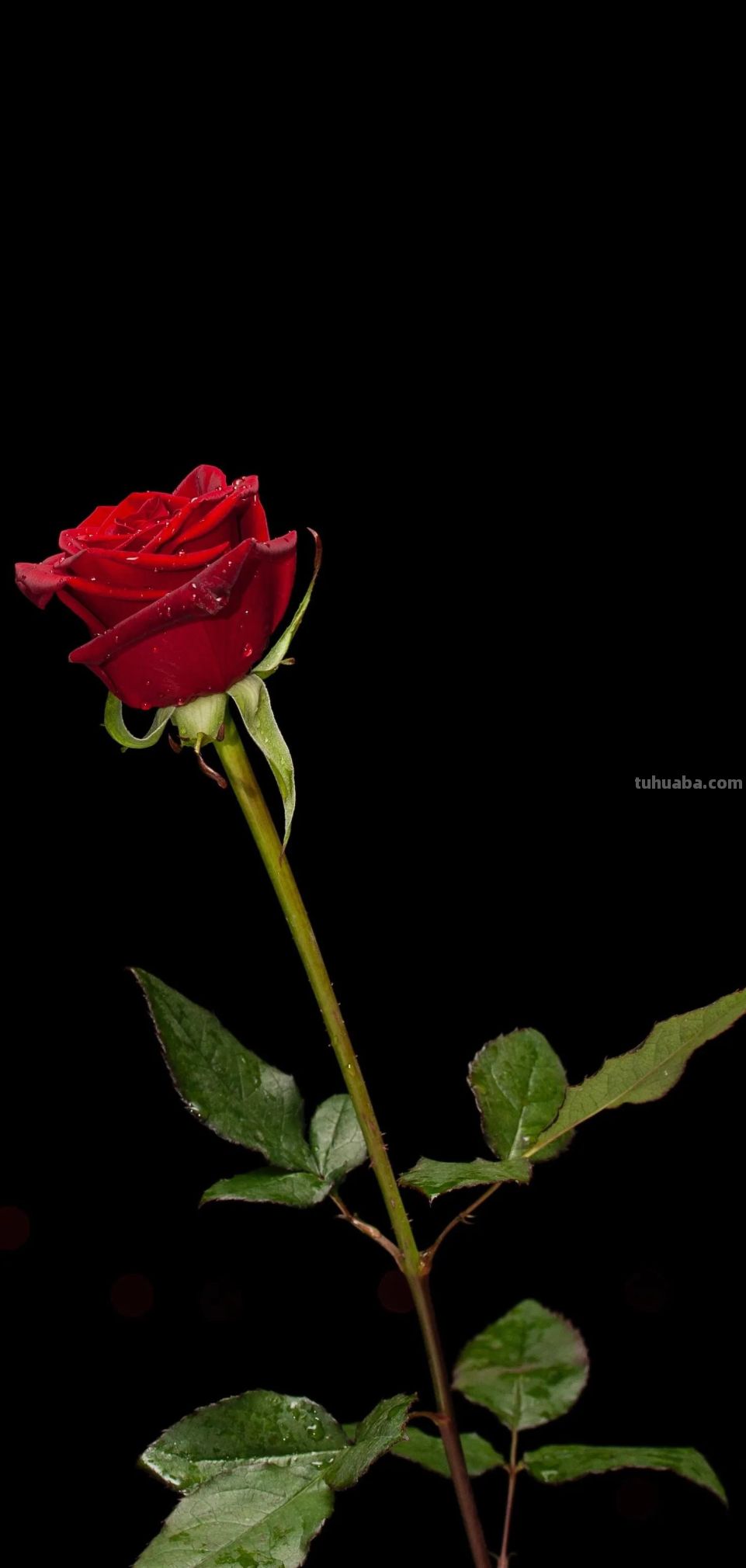 高清手机花朵壁纸，用户主题自定义系列 - 图画吧TUHUABA