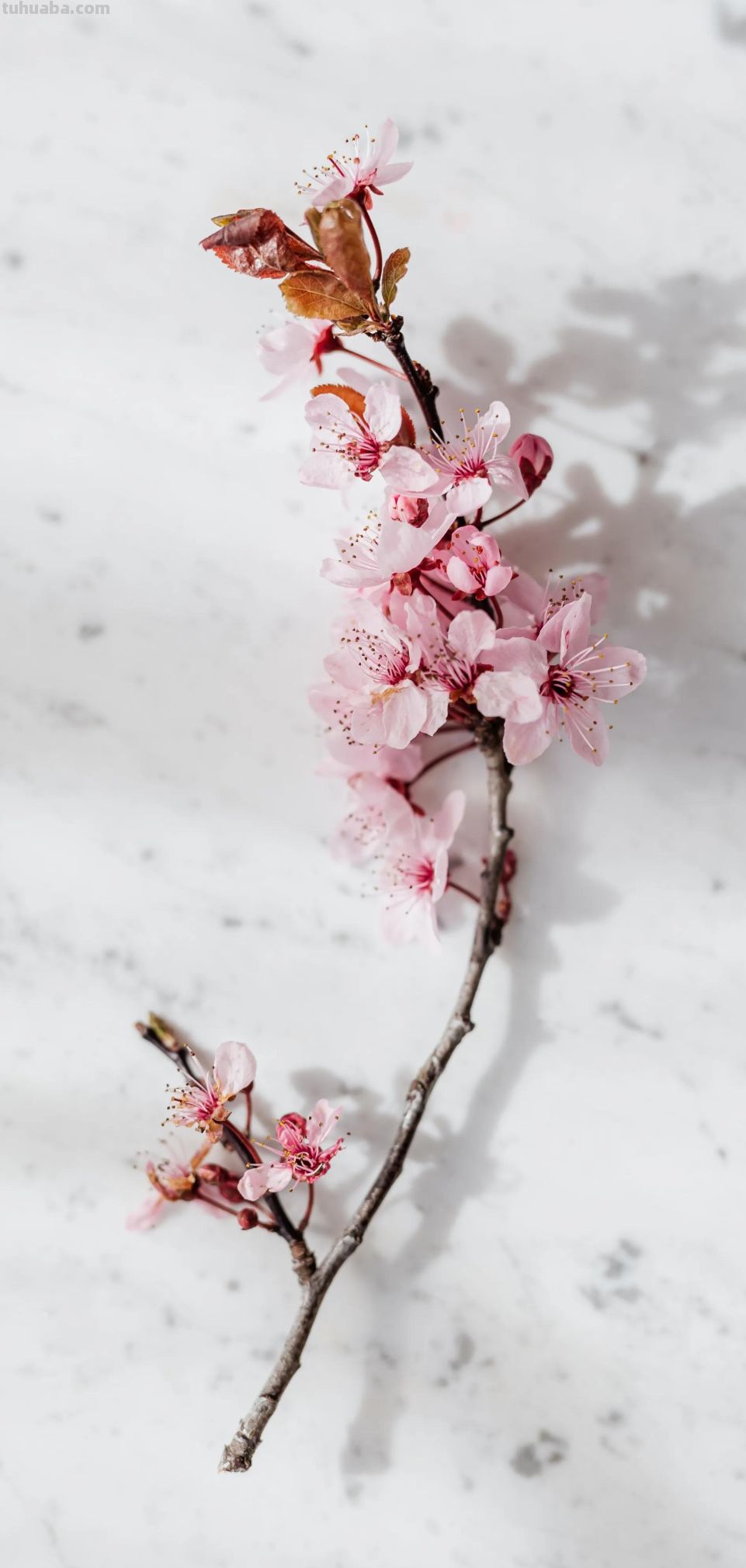 高清手机花朵壁纸，用户主题自定义系列 - 图画吧TUHUABA