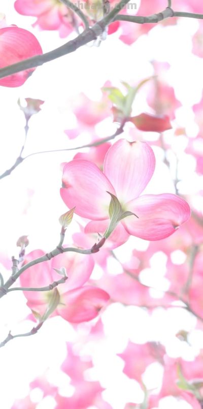 高清手机花朵壁纸，用户主题自定义系列 - 图画吧TUHUABA