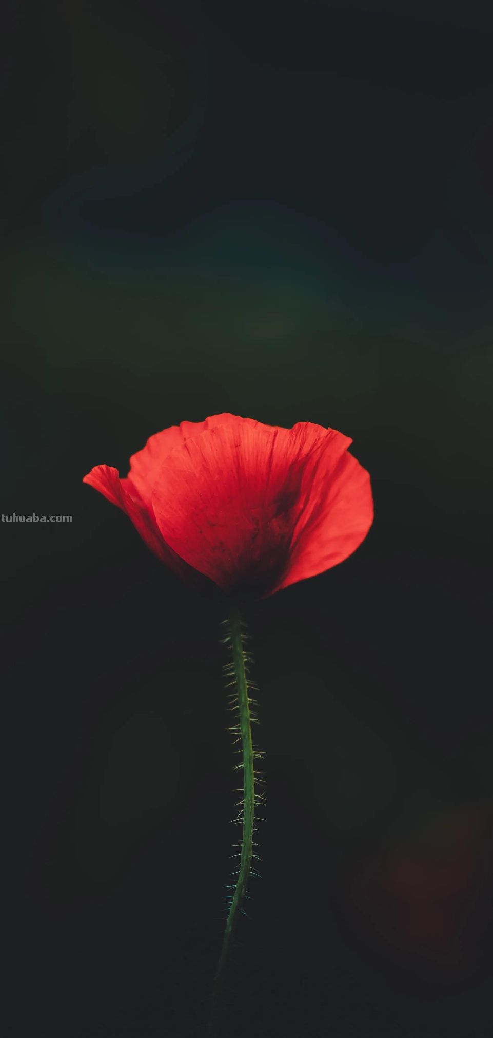 高清手机花朵壁纸，用户主题自定义系列 - 图画吧TUHUABA