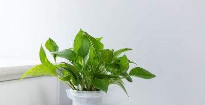 天然净化器——绿萝 - 图画吧TUHUABA