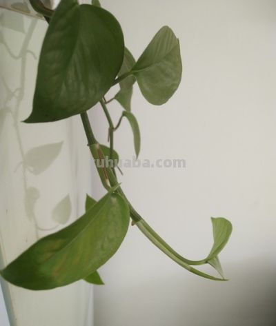 天然净化器——绿萝 - 图画吧TUHUABA
