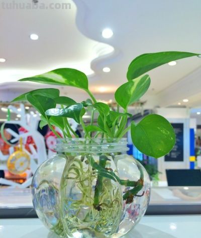 天然净化器——绿萝 - 图画吧TUHUABA