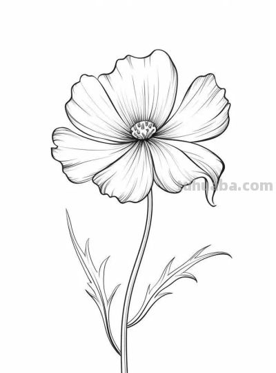 够你画30天！花卉的手绘线稿 - 图画吧TUHUABA