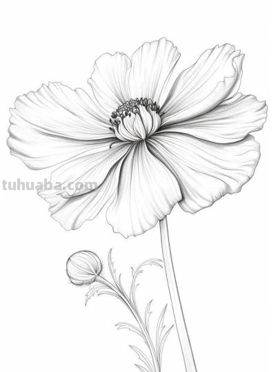 够你画30天！花卉的手绘线稿 - 图画吧TUHUABA