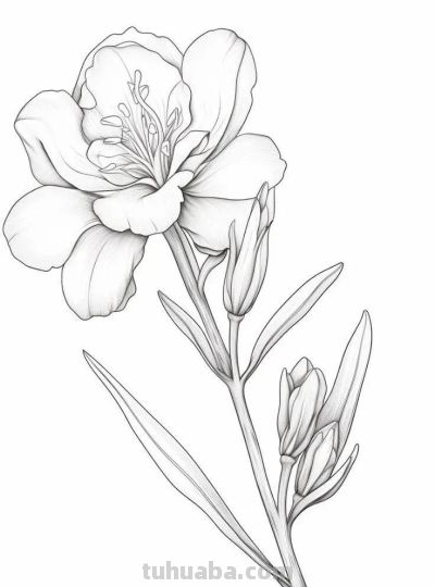 够你画30天！花卉的手绘线稿 - 图画吧TUHUABA
