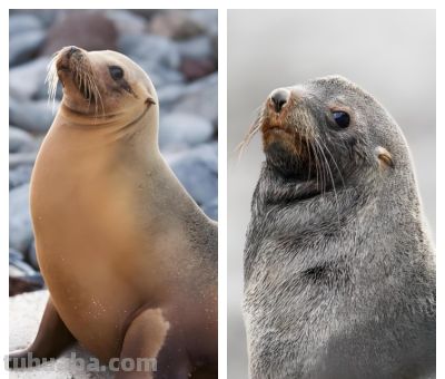 海豹、海狮、海狗、海象，傻傻分不清楚！ - 图画吧TUHUABA