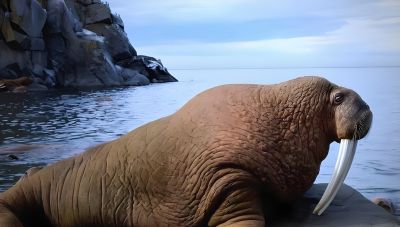 海豹、海狮、海狗、海象，傻傻分不清楚！ - 图画吧TUHUABA