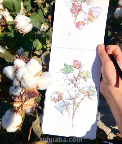 95后美女教你画钢笔淡彩，张张都是精品，构图和配色超棒 - 图画吧TUHUABA
