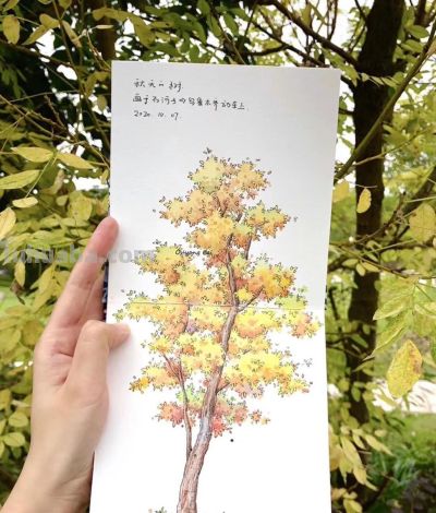 95后美女教你画钢笔淡彩，张张都是精品，构图和配色超棒 - 图画吧TUHUABA