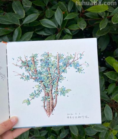 95后美女教你画钢笔淡彩，张张都是精品，构图和配色超棒 - 图画吧TUHUABA